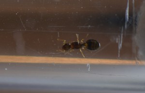 Ventre, [Themnothorax nylanderi] Grande interrogation...