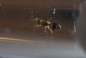 Lumière, [Themnothorax nylanderi] Grande interrogation...