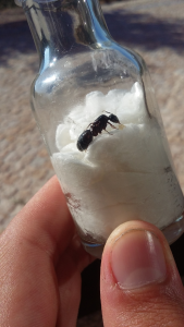 voici les photos ... j'ai comme je pouvais si  sa ne va pas faites le moi savoir ^^, [Camponotus (Tanaemyrmex) sp.] Demande d'identification de ma gyne
