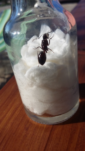 encore une autre, [Camponotus (Tanaemyrmex) sp.] Demande d'identification de ma gyne