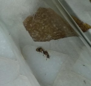 Gynette, gynette..., [Themnothorax nylanderi] Grande interrogation...