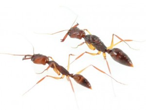 Odontamachus, Reine exotique