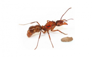 Focus sur les cicatrices ailaires d'une gyne d'Ectatomma., Reine exotique