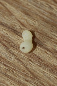 larve, Messor - Larve abandonnée