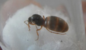 Gyne 7 : Photo prise le lendemain matin. :), [Blog] Le début d'une grande histoire - Lasius cf niger