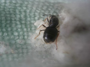 Gyne 1 : Elle cache tous ^^.<br />0 ouvrière., [Blog] Le début d'une grande histoire - Lasius cf niger
