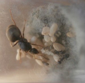 Gyne 3 *.* : \o/ \o/ \o/<br />5 ouvrières., [Blog] Le début d'une grande histoire - Lasius cf niger