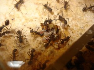 Mes colonies (funkyben), DSC07947.JPG