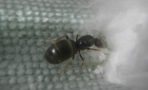 Gyne 6 : Grosse grappe d’œufs. Elle avance encore à son rythme. En même temps la elle n'a presque plus de réserve donc elle en mange en même temps... <br />0 ouvrière., [Blog] Le début d'une grande histoire - Lasius cf niger