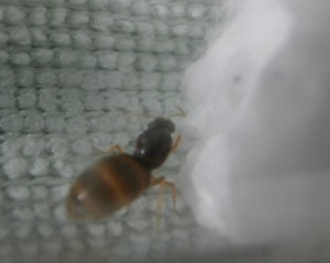 Gyne 7 : On ne voit pas ici mais elle à une grappe d’œuf ! :), [Blog] Le début d'une grande histoire - Lasius cf niger