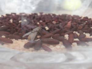Une mouche est née ! Elle est grosse, grise et ne reste calme. :P, [Blog] Le début d'une grande histoire - Lasius cf niger