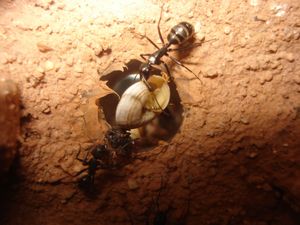 Les Camponotus de funkyben, DSC07848.JPG