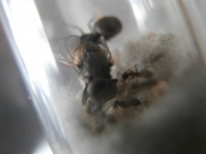 Prend la place de la gyne :o 0.o !, [Blog] Le début d'une grande histoire - Lasius cf niger