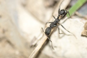 Aphaenogaster 2, [photos] Vacances en Espagne