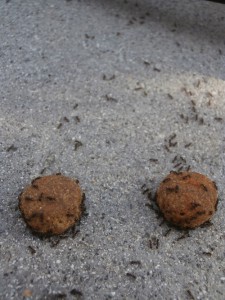 Lasius sp noire mangeant des croquettes, [Q/R] Lasius niger de Kiouna baptisées Bratisla et Cie