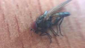 une mouche..., Macrophoto avec Téléphone portable : Hack lentille DVD