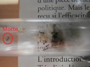 Ouvrière de gyne 2 morte., Comportement étrange Lasius cf niger [Talc toxic]