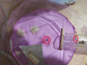 Ouvrières gyne 2. Celle dans l'ADC est morte, l'autre bouge légèrement sur le dos., Comportement étrange Lasius cf niger [Talc toxic]