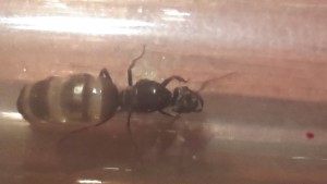 Voici les photos, [Lasius sp. noire] Aide à l'identification de ma gyne