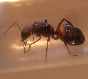Camponotus cruentatus ?, 