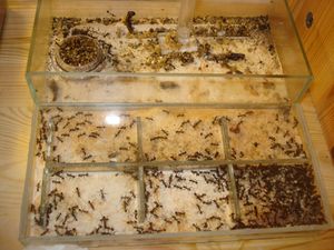 Mes colonies (funkyben), DSC07974.JPG