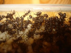 Mes colonies (funkyben), DSC07990.JPG