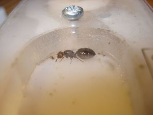 pas d'inquiétude, ce sont des gouttes d'eau sur son abdomen..., Mes colonies (funkyben)