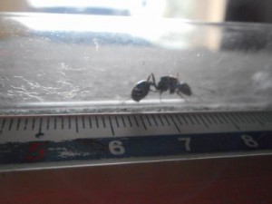 [blog] Les Messor wasmanni de cécéducap, b2.jpg