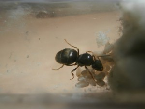 Gyne 1 : Ça avance, elle a une douzaines de cocons. :')<br />0 ouvrières., [Blog] Le début d'une grande histoire - Lasius cf niger