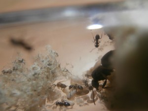 Gyne 2 : La deuxième à avoir eu des ouvrières, la population explose. \o/<br />9 ouvrières., [Blog] Le début d'une grande histoire - Lasius cf niger