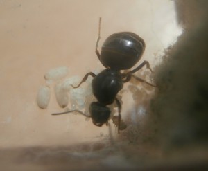 Gyne 4 : Elle avance vraiment doucement, elle a 3/4 cocons et une nymphe ? 0.o<br />0 ouvrières., [Blog] Le début d'une grande histoire - Lasius cf niger