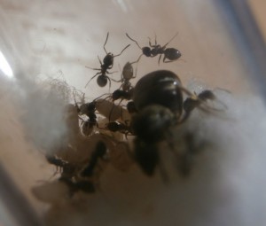 Gyne 5 *.* : Une vrai explosion de la population, baby boom, tout en même temps \o/.<br />15 ouvrières., [Blog] Le début d'une grande histoire - Lasius cf niger