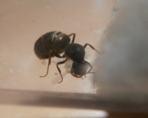 Gyne 6 :  Elle mange tout le temps son couvain, elle n'a plus de réserve, elle est complètement déréglé. Je devrai la nourrir non ?<br />0 ouvrière., [Blog] Le début d'une grande histoire - Lasius cf niger
