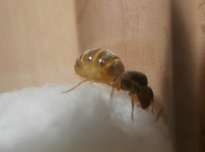 Gyne 7 : Put*** (navré pour le mot même censuré xD), elle c'est tapé le couvain ! &gt;{<br />Elle ne va pas commencer aussi. :/<br />0 ouvrière., [Blog] Le début d'une grande histoire - Lasius cf niger