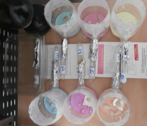 Mon installation, laboratoire. xD ^^, [Blog] Le début d'une grande histoire - Lasius cf niger