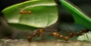 Faignante, Ce soir : La Cité des Foumis