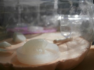Gamelle pour fourmis, avec du coton très imbibé de blanc d’œuf + sucre pour tenir une semaine sans moi., [Q/R] Le début d'une grande histoire - Lasius cf niger