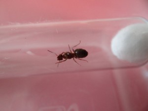 De dessous (on voit bien les &quot;rayures&quot; de l'abdomen), [Lasius emarginatus, Lasius sp. noire] Deux reines sous un lampadaire