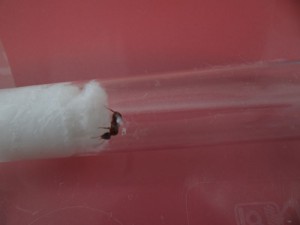 Le précieux couvain (si ça peut vous aider...), [Lasius emarginatus, Lasius sp. noire] Deux reines sous un lampadaire