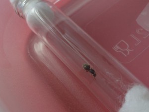 On voit bien la physogastrie, [Lasius emarginatus, Lasius sp. noire] Deux reines sous un lampadaire