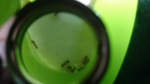 Photo 1, [Q/R] Lasius niger de Kiouna baptisées Bratisla et Cie