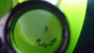 Photo 2, [Q/R] Lasius niger de Kiouna baptisées Bratisla et Cie