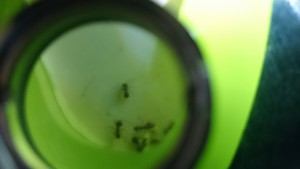 Photo 3, [Q/R] Lasius niger de Kiouna baptisées Bratisla et Cie