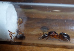 La polygynie chez Camponotus pilicornis ...., Fiche Camponotus pilicornis