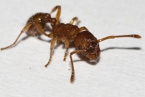 Myrmica sp ?, _MG_9330-1.jpg