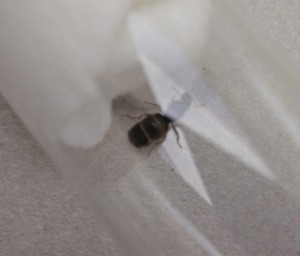 Reine Lasius niger, [Blog] Regyne, la reine Lasius niger