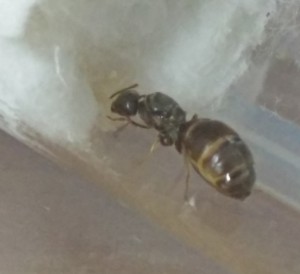 Reine Lasius niger et ses oeufs, [Blog] Regyne, la reine Lasius niger