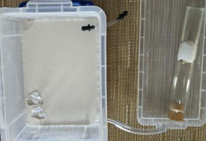 Installation, [Blog] Regyne, la reine Lasius niger