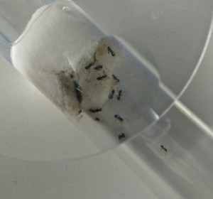 Premières ouvrières, [Blog] Regyne, la reine Lasius niger