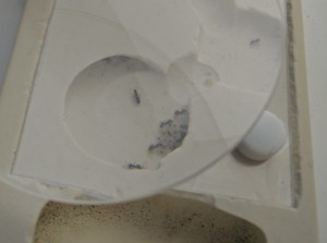 Déménagement du couvain, [Blog] Regyne, la reine Lasius niger